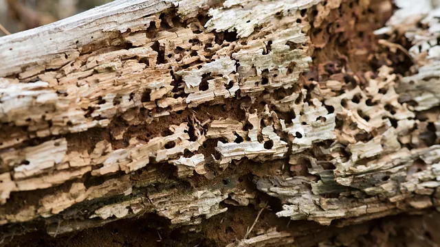 Timber Rot