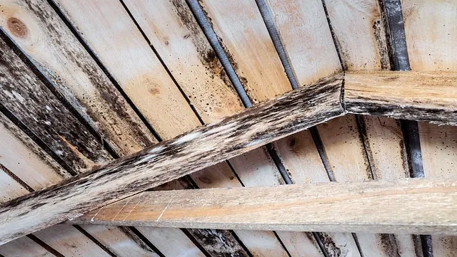 Timber Rot