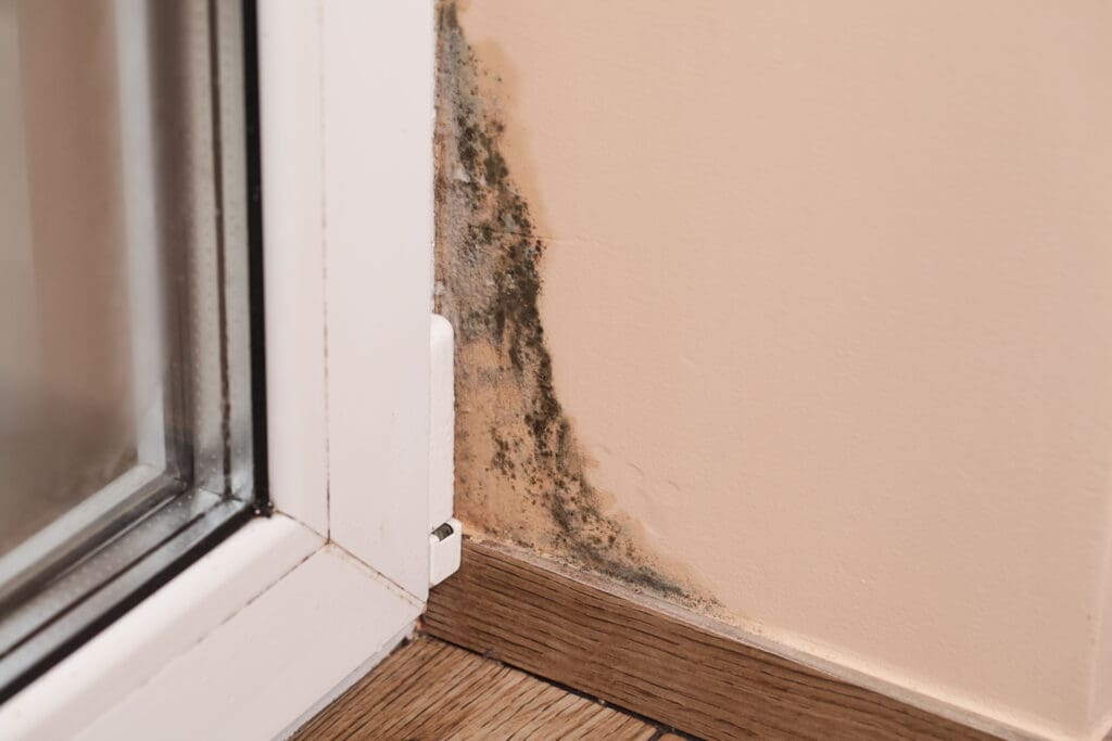 Mold growth on an indoor wall corner near a window, with black and green patches spreading up from the baseboard on a beige painted surface.