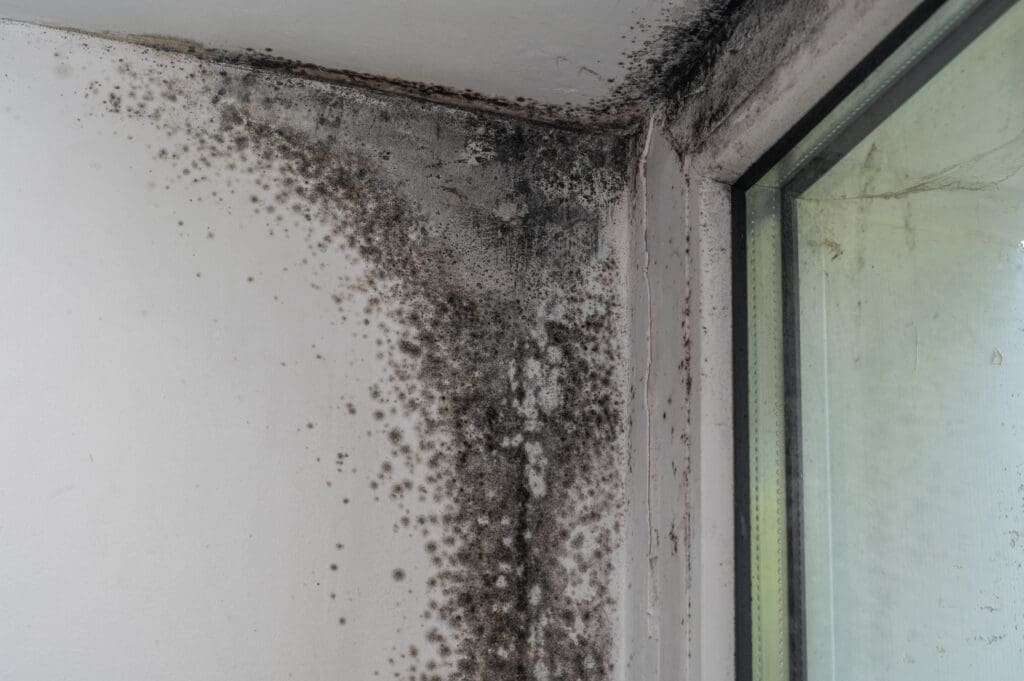 Black mold growing on the white walls and ceiling corner near a window, indicating moisture and poor ventilation issues.