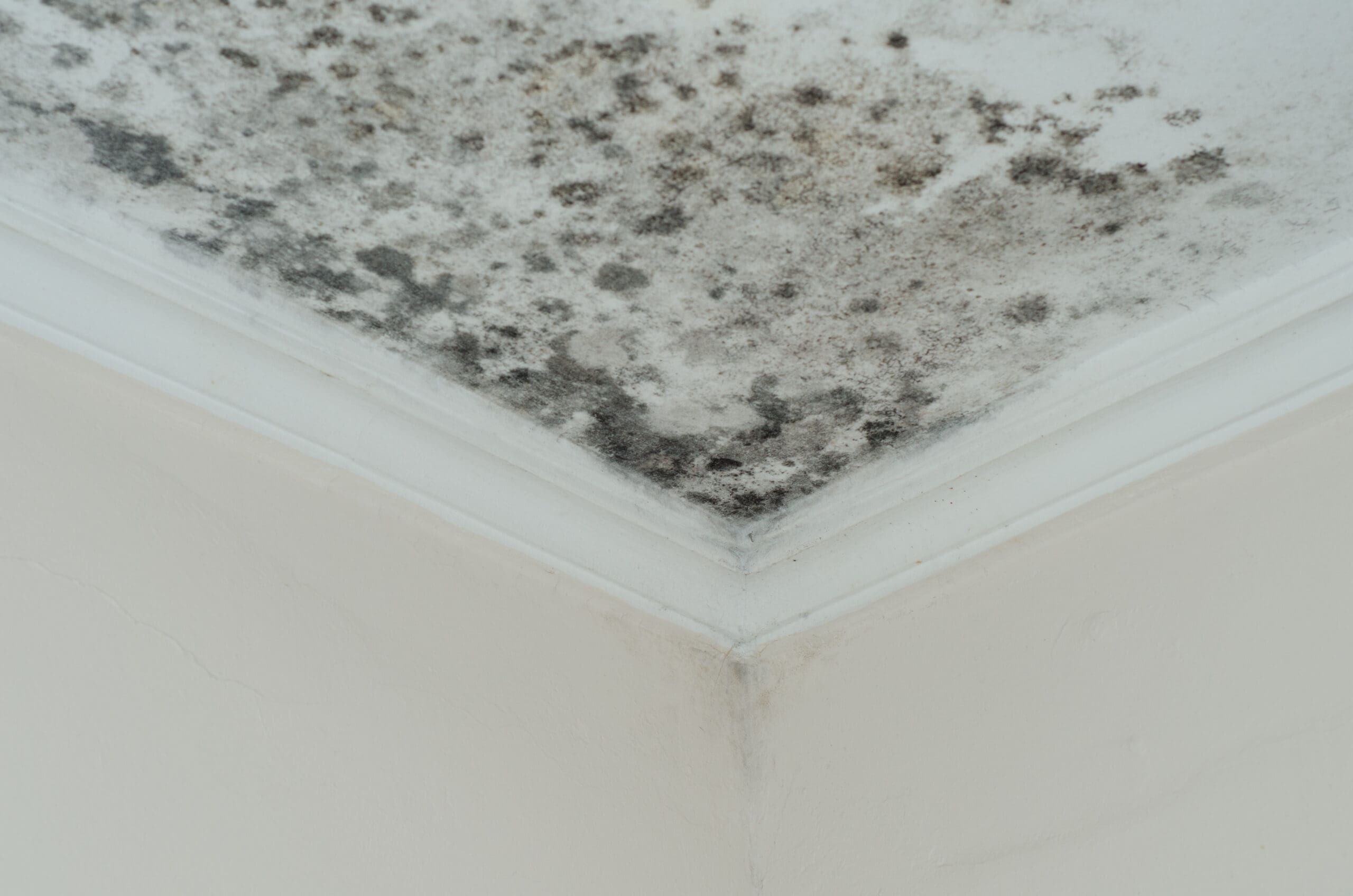 A corner of a white ceiling with visible black mold and mildew stains spreading across the surface near the crown molding.