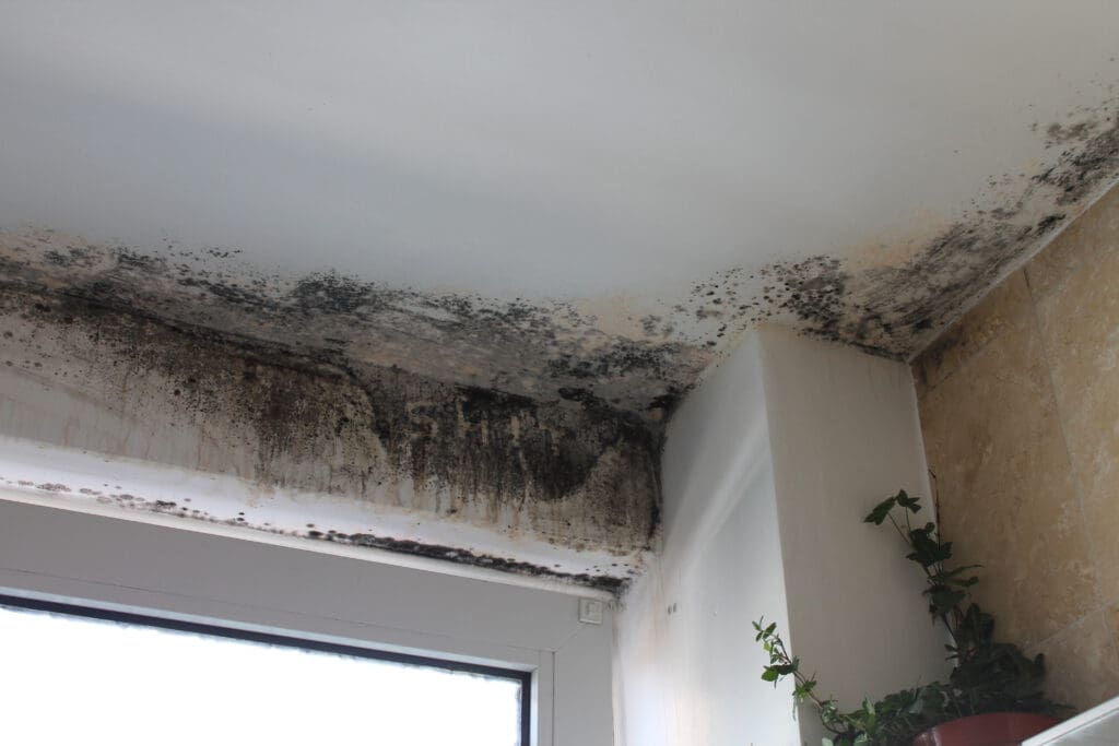 Black mold growing on the ceiling and walls in the corner above a window, with a green ivy plant visible on the right side of the image.