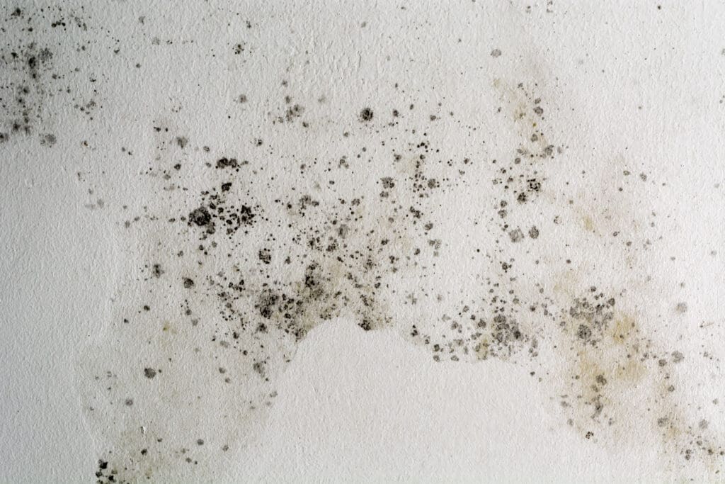 Spots and patches of black and gray mold growing on a white textured wall, indicating moisture damage and poor ventilation.