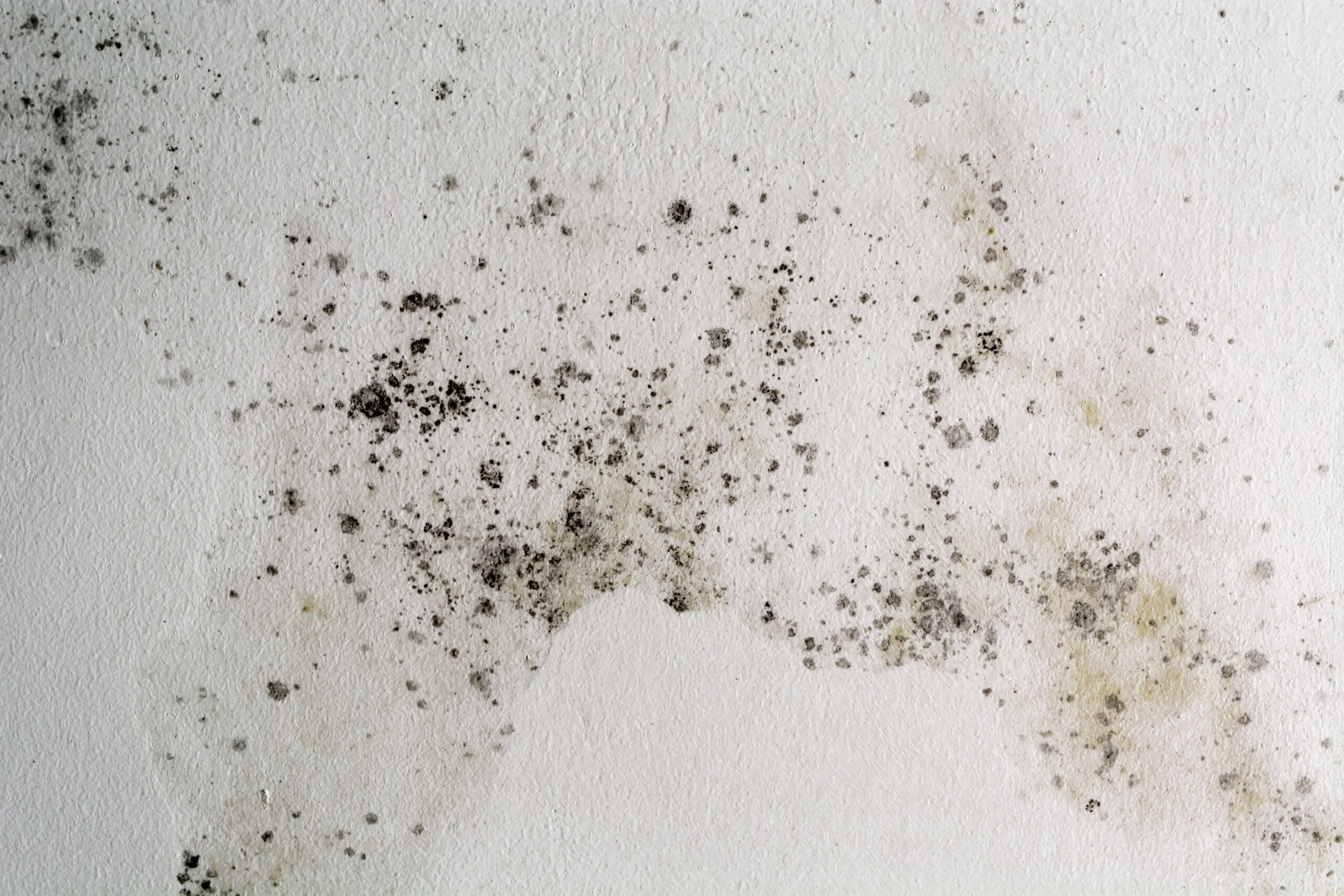 Spots and patches of black and gray mold growing on a white textured wall, indicating moisture damage and poor ventilation.