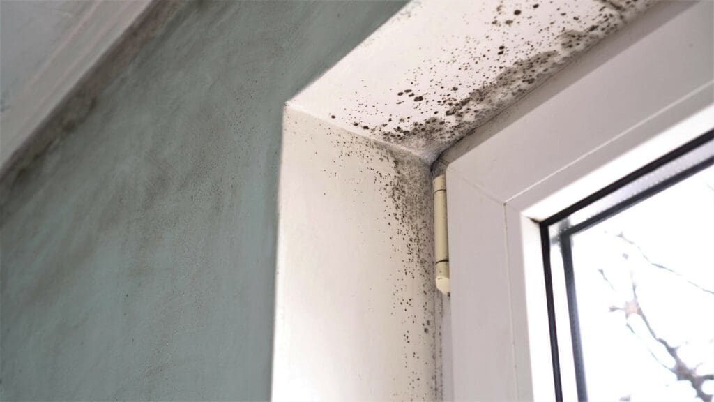 Black mold growing on the white wall and around the window frame corner, near a window with daylight coming through.