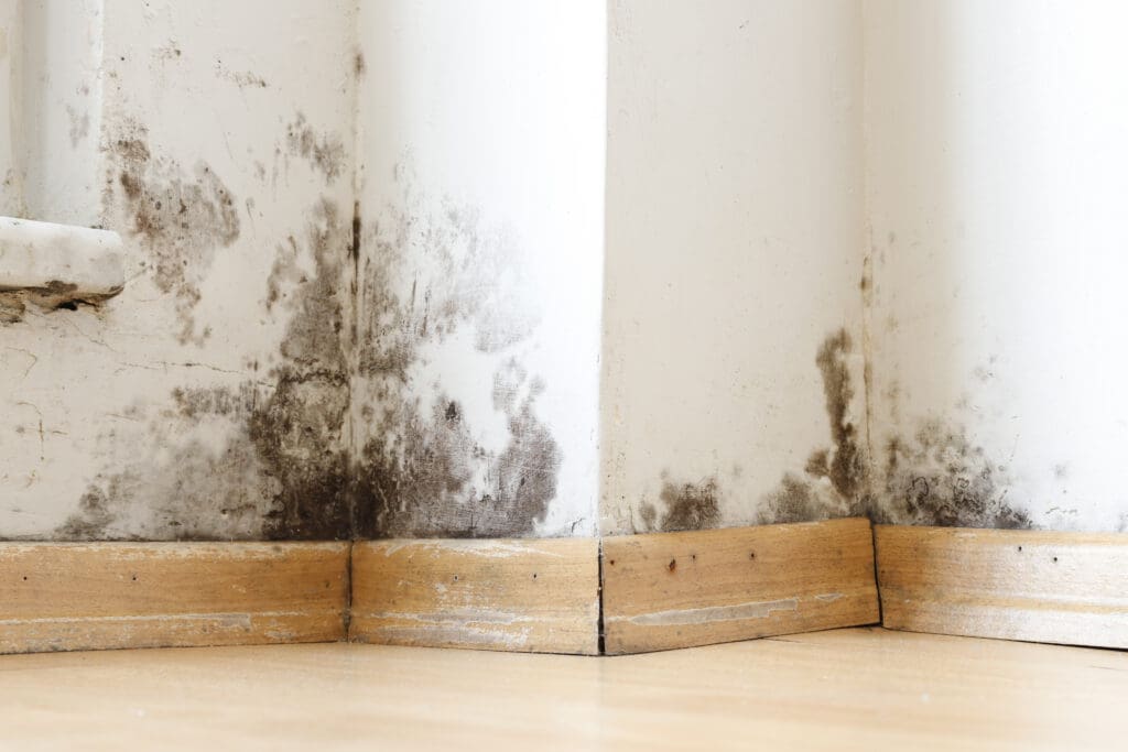 Mold growing on the lower part of white walls and wooden baseboards in the corner of a room, showing black and discolored patches above a light wood floor.