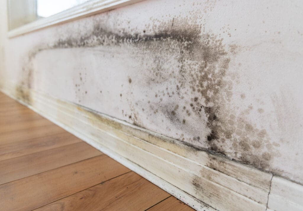 Mold growth on a white wall near the floor and baseboard, with dark patches and stains spreading horizontally along the lower part of the wall above a wooden floor.