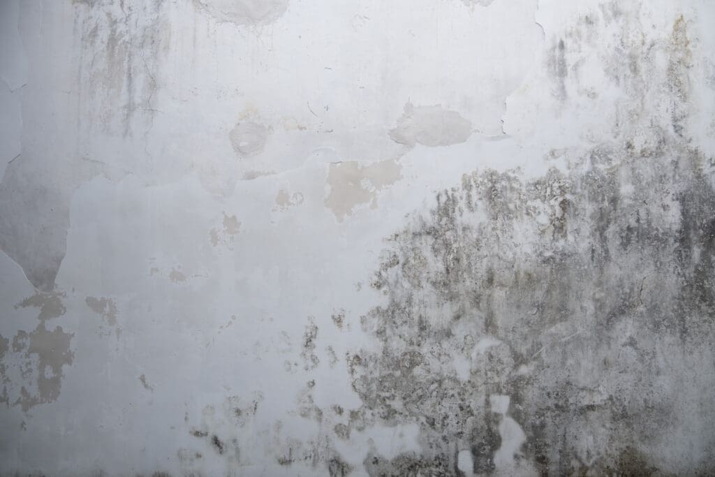 A white wall with peeling paint, water stains, and extensive black mold growth in the lower right corner.