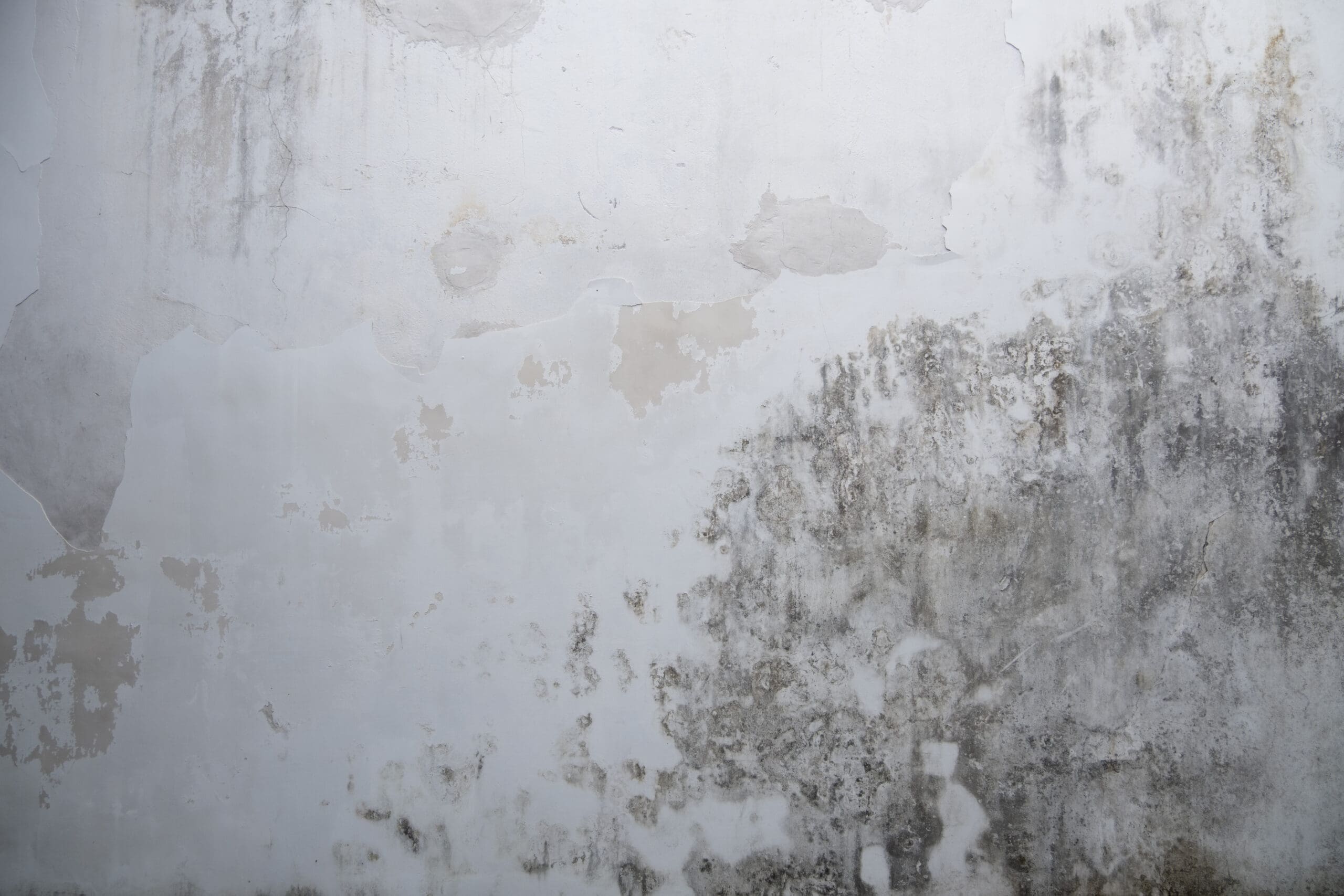 A white wall with peeling paint, water stains, and extensive black mold growth in the lower right corner.