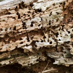 A close-up of decaying wood showing numerous small holes and tunnels, likely caused by termites or insects, highlighting the rough, weathered texture of the bark.