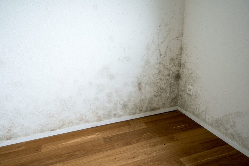 A corner of a room with white walls and a wooden floor, showing extensive mold growth and water damage along the lower part of the walls near the baseboard.