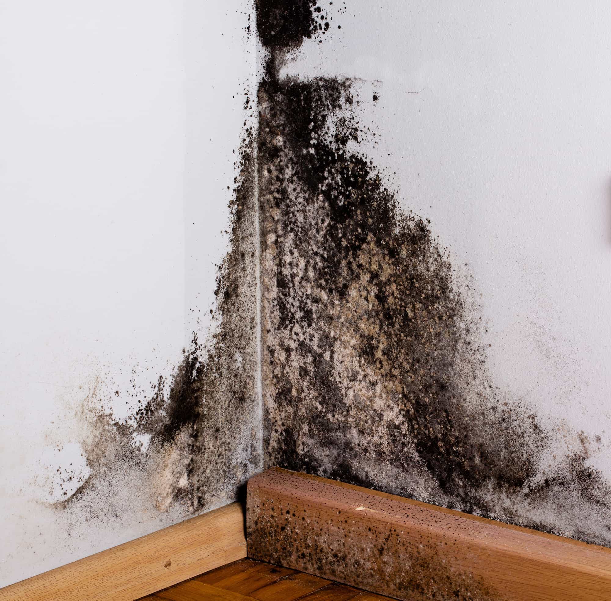 Black mold growing on the lower corner of two white walls, spreading above the wooden baseboard and onto the floor, indicating severe moisture damage.